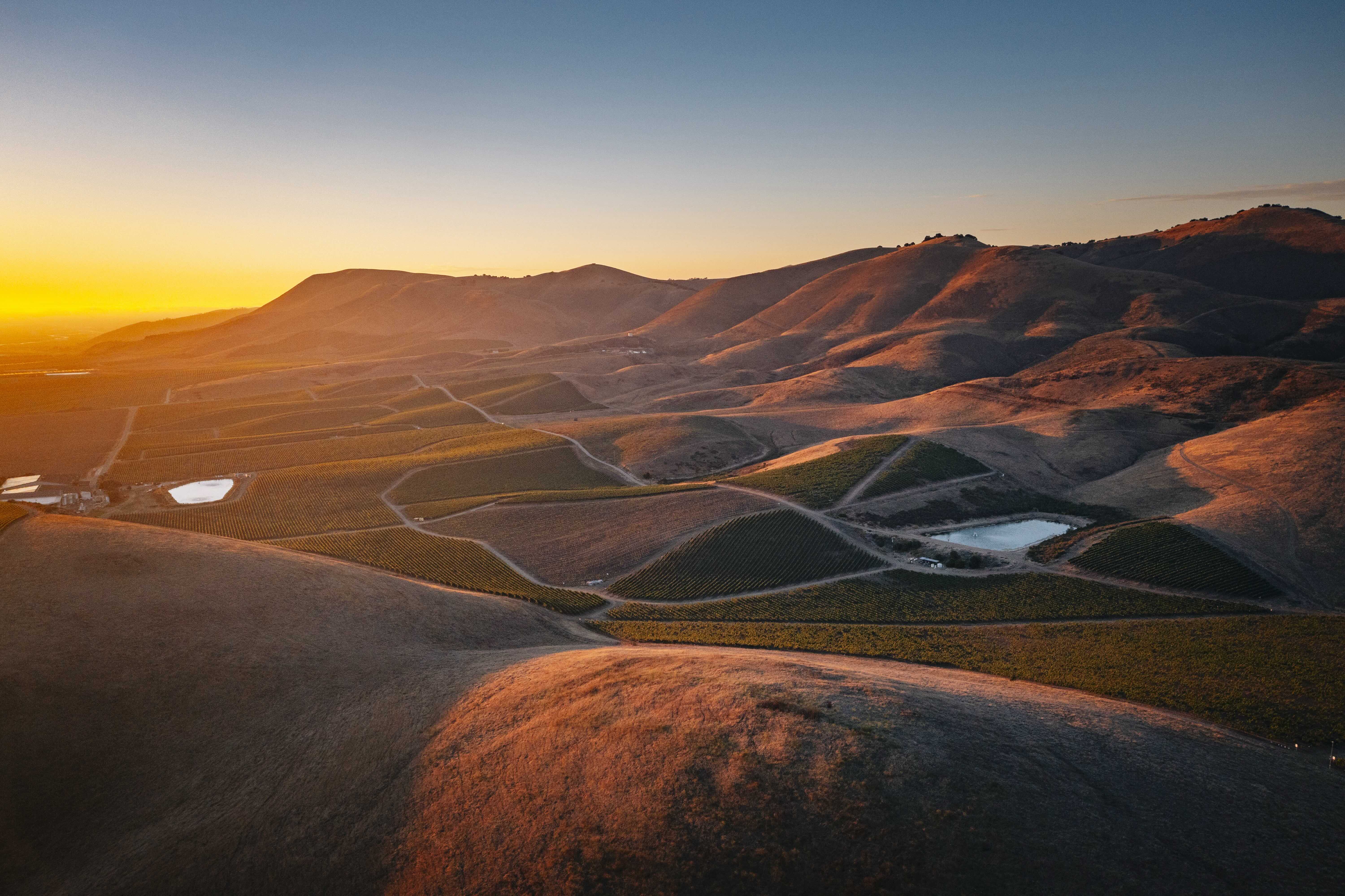 Sunset over the Camelot Vineyard, Santa Barbara County